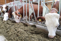 U godinu dana nestalo 8000 muznih krava, 92.000 svinja i 174.000 peradi