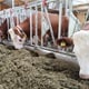 U godinu dana nestalo 8000 muznih krava, 92.000 svinja i 174.000 peradi