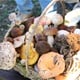 Hrvatske šume mijenjaju svoje akte; evo kako će građani moći ubirati šumski plodove
