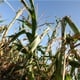 TUČA MIHOVLJANČANIMA UNIŠTILA  POLJOPRIVREDNE KULTURE: Produžuju se prijave za štete na kukuruzu