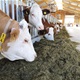 'Carski' život kravica na modernoj farmi od 1200 kvadrata