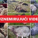 STRAŠNI PRIZORI: Ovčarima iz Bedekovčine divlji psi poklali već 50 ovaca
