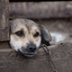 PETA poziva premijera i ministricu poljoprivrede da u Hrvatskoj zakonom zabrane držanje pasa na lancu