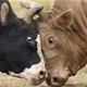 Iz pogona za preradu mesa pobjegli bikovi: ‘Ne približavajte im se!’
