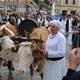 Krave u zapregi Miljenka Ilijaša Karlića osvojile su prvo mjesto i pobrale najviše pljeska 