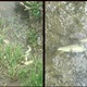 UŽIVO IZ ZLATARA: Stotinjak uginulih riba pluta potokom Zlatarčica, inspekcije su na putu