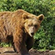 ANGAŽIRANE SVE SLUŽBE: Policiji dojavljeno da je u Polju Krapinskom viđen medvjed