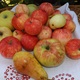 Izložba starih sorata voća, prerađevina od voća i sjemena starih biljnih vrsta  i ove godine u Donjoj Stubici