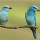 Nagrada od 10.000 kuna za pronalazak izgubljenih ptičjih vrsta