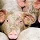 U Stubičkim Toplicama Prvo savjetovanje uzgajivača svinja