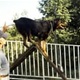 Stubičke Toplice dobivaju poligon za obuku pasa