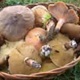 Danas «Gljivarenje v Stubakima»