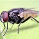 Muhe opsjedaju vašu hranu? Evo kako ih se riješiti uz prirodne načine i trikove